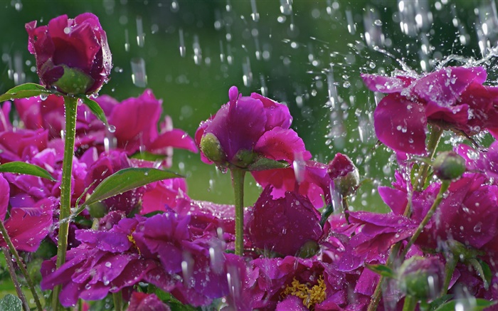 Flores vermelhas na chuva, gotas da água Papéis de Parede, imagem