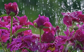 Flores vermelhas na chuva, gotas da água