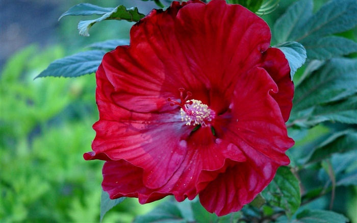 Flor de hibisco vermelho, rosa China Papéis de Parede, imagem