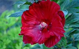 Flor de hibisco vermelho, rosa China HD Papéis de Parede