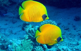 peixes tropicais, subaquático, coral amarelo peixes de recife