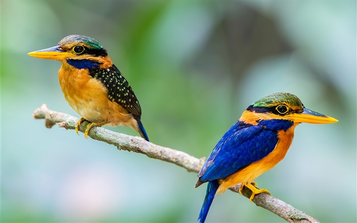 Dois pássaros, kingfisher, ramo, bokeh Papéis de Parede, imagem