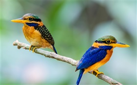 Dois pássaros, kingfisher, ramo, bokeh