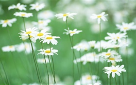 margaridas brancas, flores, fundo verde