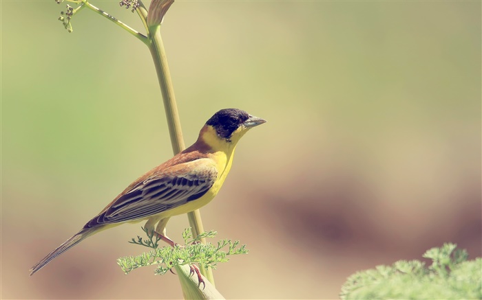 pássaro amarelo, ramo, borrão Papéis de Parede, imagem