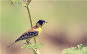 pássaro amarelo, ramo, borrão HD Papéis de Parede