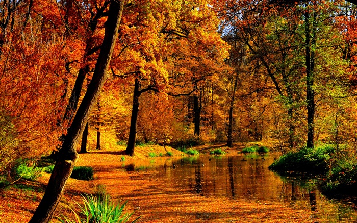 Outono, lagoa, água, folhas amarelas, árvores Papéis de Parede, imagem