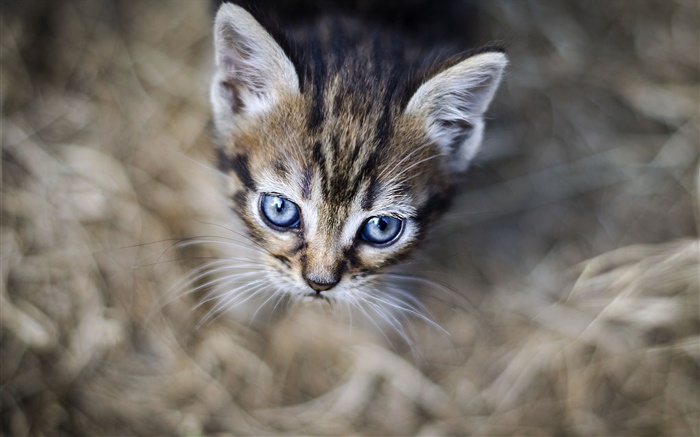 olhos azuis gatinho, cara, bokeh Papéis de Parede, imagem