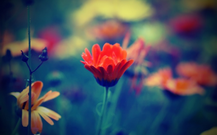 estilo Blur, flor vermelha, pétalas, grama Papéis de Parede, imagem