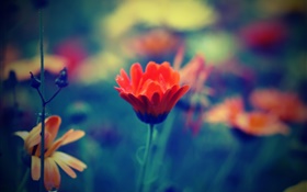 estilo Blur, flor vermelha, pétalas, grama