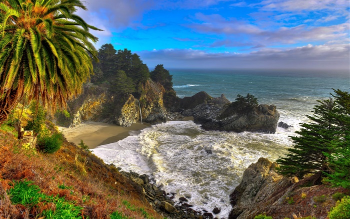 Califórnia, EUA, Palma, costa, mar, árvores Papéis de Parede, imagem