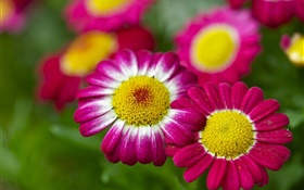 Camomila, flores cor de rosa, bokeh