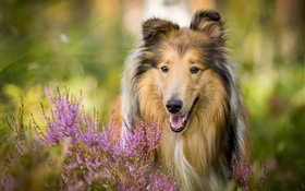 collie bonito, cão, flores HD Papéis de Parede