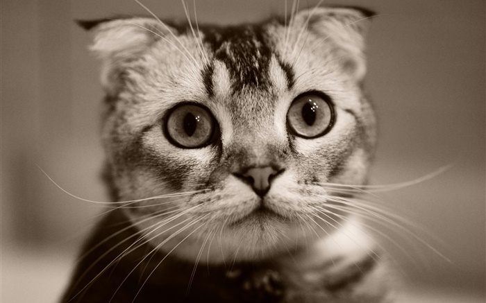 Face bonito do gatinho, bokeh Papéis de Parede, imagem
