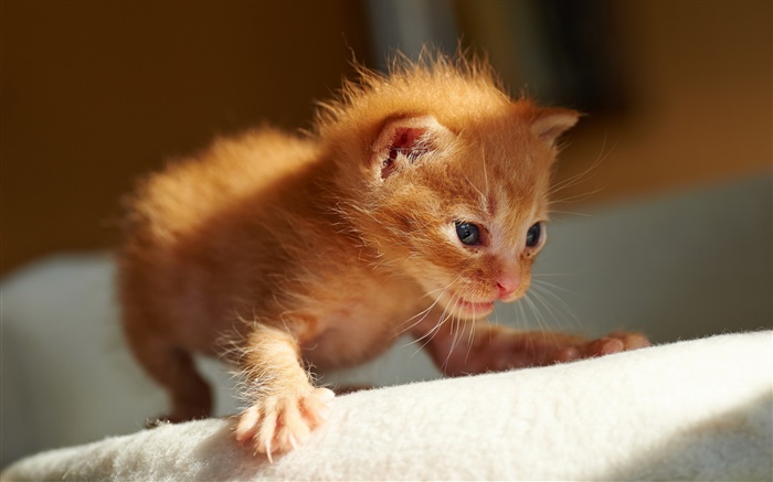 O gatinho pequeno bonito, os primeiros passos Papéis de Parede, imagem