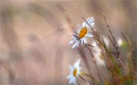 Margaridas flores, grama, borrada HD Papéis de Parede