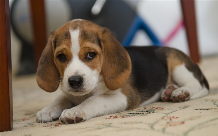 Cão, Beagle, animal de estimação bonito Papéis de Parede, imagem