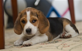 Cão, Beagle, animal de estimação bonito