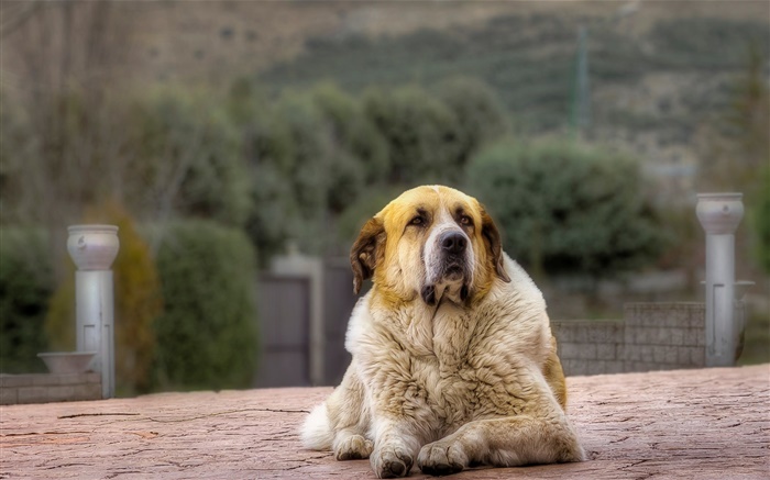 Dog vista de frente, o descanso Papéis de Parede, imagem