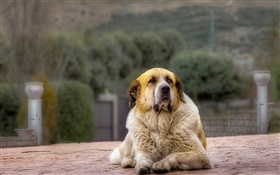 Dog vista de frente, o descanso HD Papéis de Parede