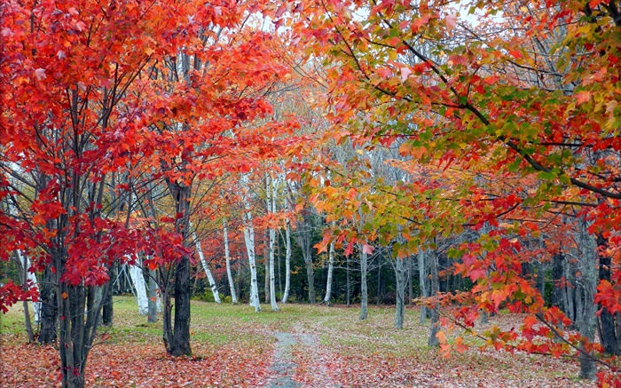 Floresta, árvores, folhas vermelhas, outono, caminho Papéis de Parede, imagem