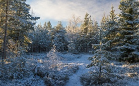 Floresta, árvores, neve, inverno
