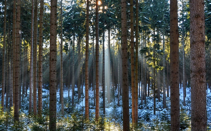 Floresta, árvores, inverno, neve, raios de sol Papéis de Parede, imagem