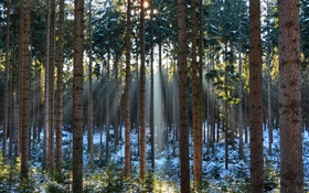 Floresta, árvores, inverno, neve, raios de sol