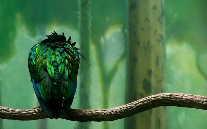 penas verdes retrovisor pássaro Papéis de Parede, imagem