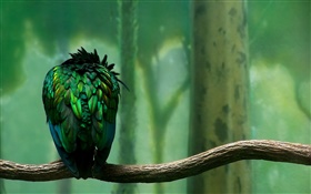 penas verdes retrovisor pássaro