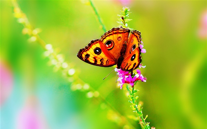 Inseto close-up, borboleta, flor, verão Papéis de Parede, imagem