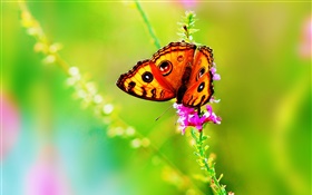 Inseto close-up, borboleta, flor, verão HD Papéis de Parede