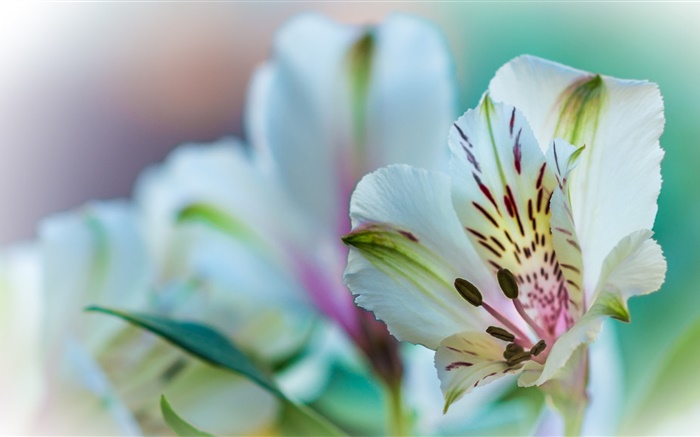 Lírio pétalas de flores close-up Papéis de Parede, imagem