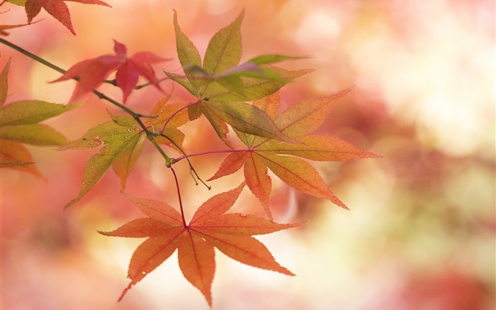 folhas de bordo, outono, galhos, brilho Papéis de Parede, imagem