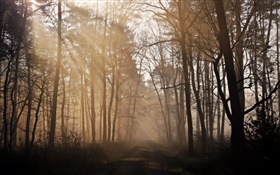 Manhã, floresta, árvores, estrada, nevoeiro