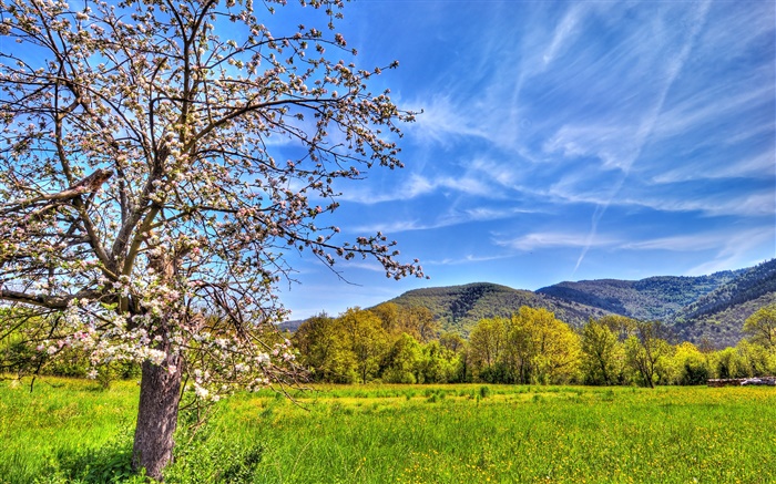 Montanhas, árvore, campo, primavera Papéis de Parede, imagem