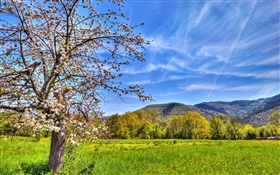 Montanhas, árvore, campo, primavera HD Papéis de Parede