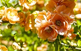 flores alaranjadas, flor de marmelo
