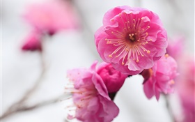 flores de damasco rosa, ramo, desfocada