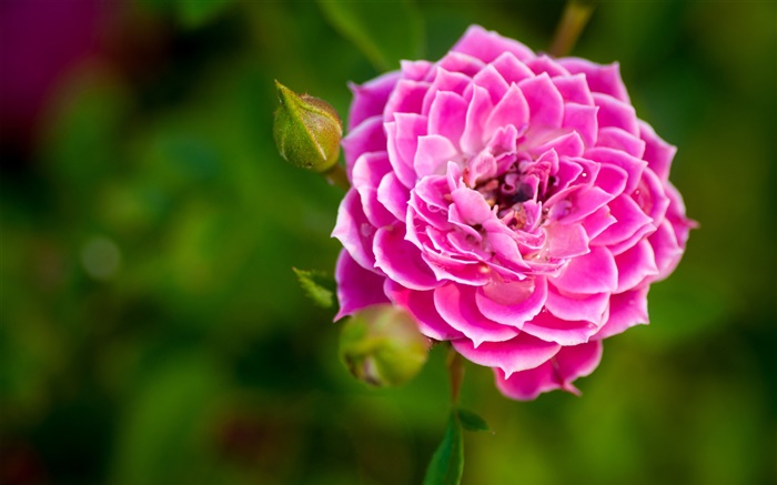 Rosa levantou-se flor close-up, botões, bokeh Papéis de Parede, imagem