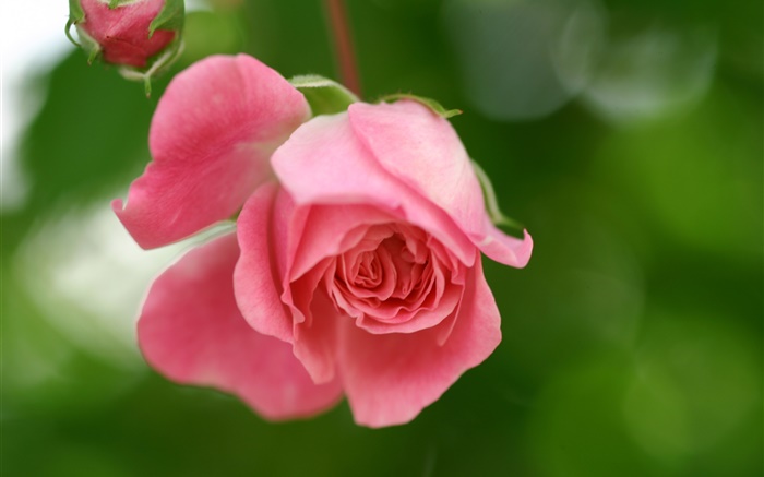 Rosa levantou-se flor, pétalas, brotos Papéis de Parede, imagem