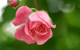 Rosa levantou-se flor, pétalas, brotos