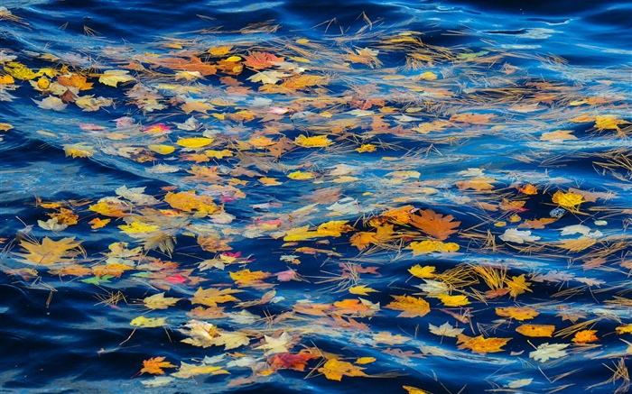 Rio, água, folhas amarelas, Outono Papéis de Parede, imagem
