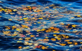 Rio, água, folhas amarelas, Outono