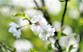 Primavera, flores brancas, cereja, borrão