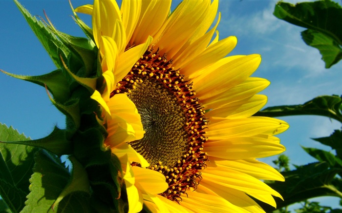Sunflower close-up, pétalas, folha Papéis de Parede, imagem