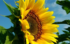 Sunflower close-up, pétalas, folha