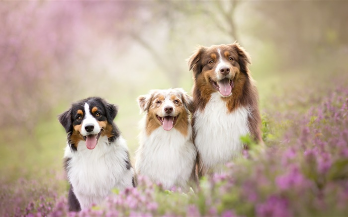 Três cães, flores Papéis de Parede, imagem