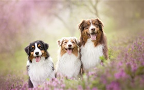 Três cães, flores HD Papéis de Parede