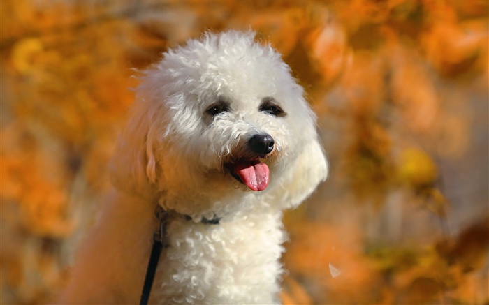poodle branco, cão bonito Papéis de Parede, imagem